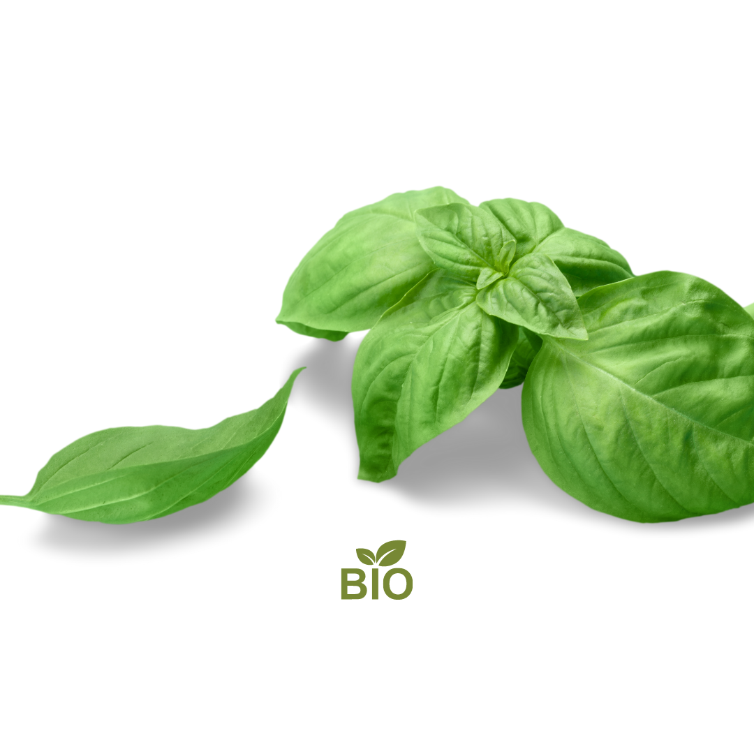 Basilico Bio (60/80 gr)
