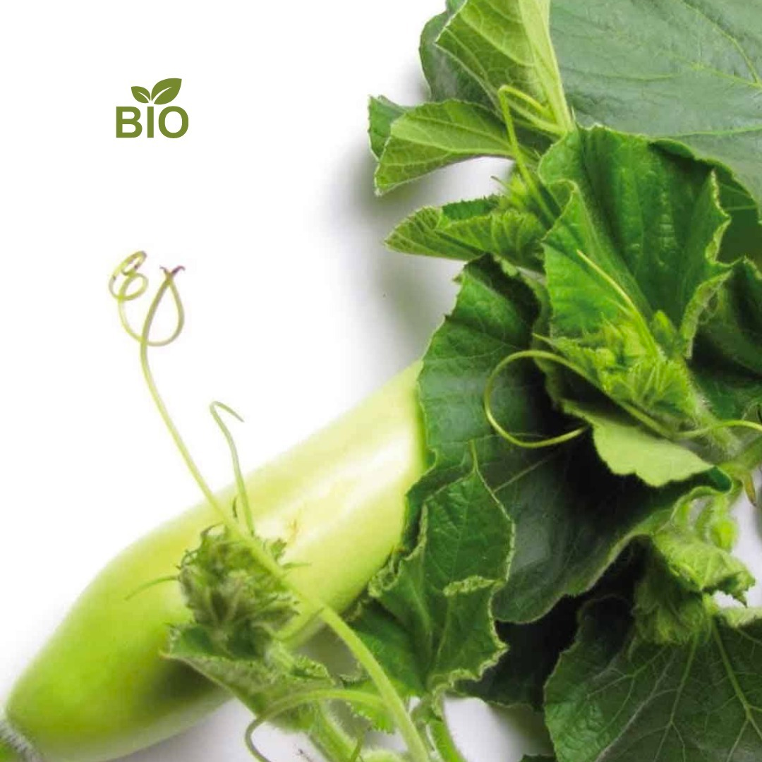 📣 Novità 👉 Zucchina dei tenerumi Bio (al pz)